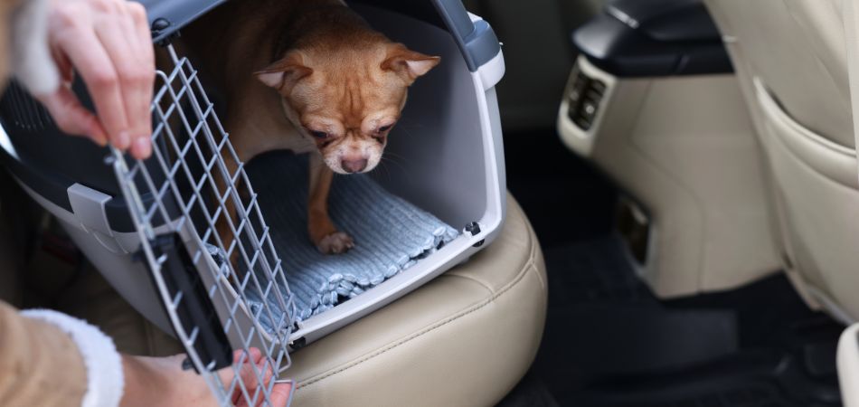 How to keep your furry friend healthy and happy with these simple tips 