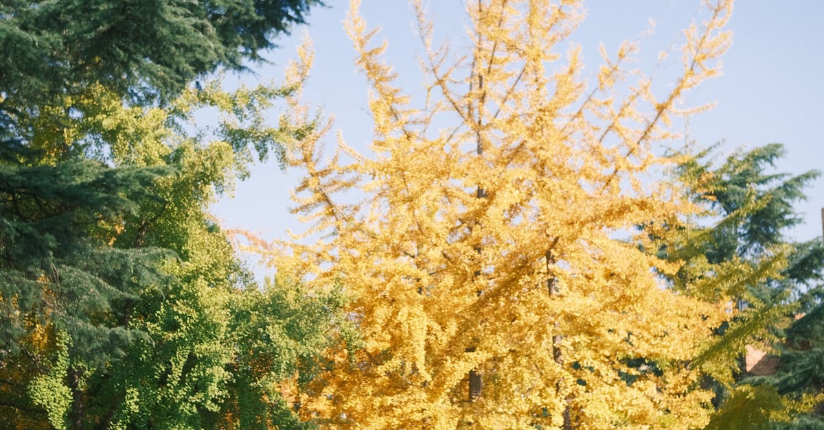 Automotive Locksmith Oxenford