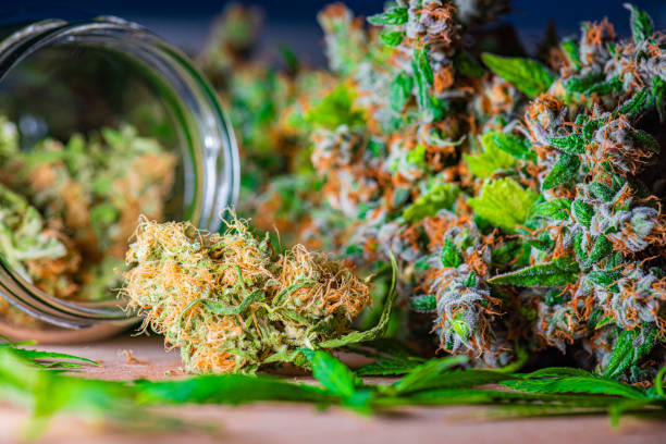 Marijuana Denver