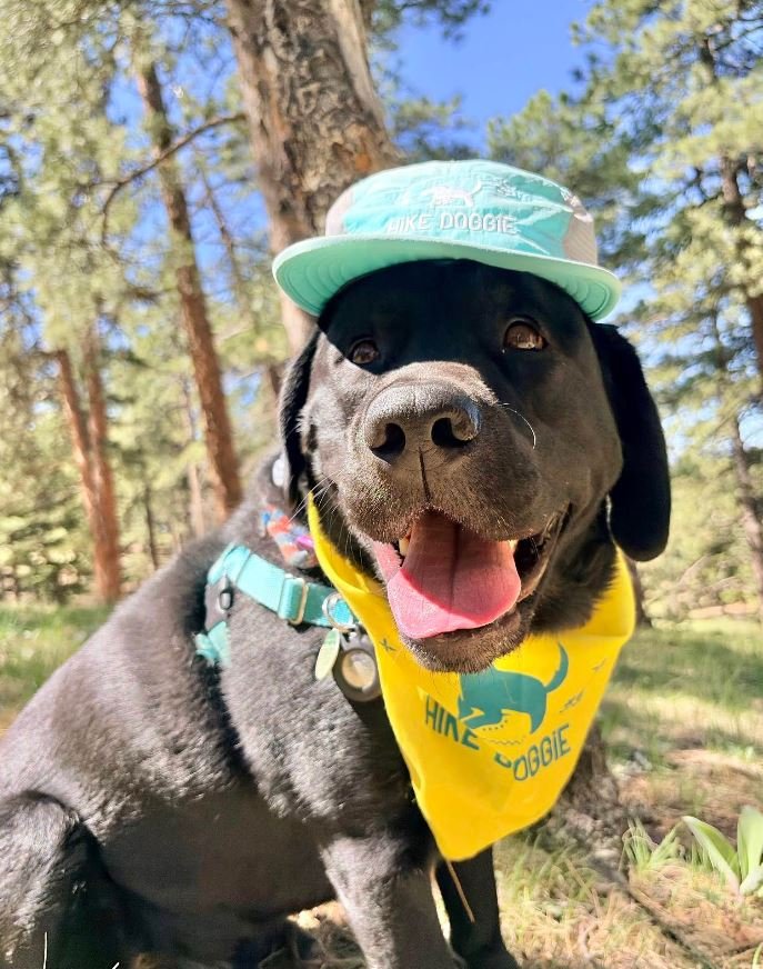 Gunnar, the Black Lab
