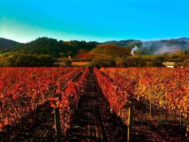 Leonhardt Vineyards Sonoma County