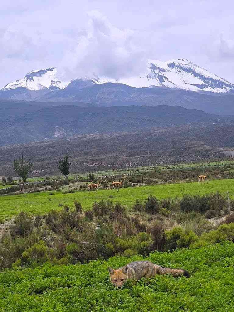 Avatar de jhuamaniastoyauri