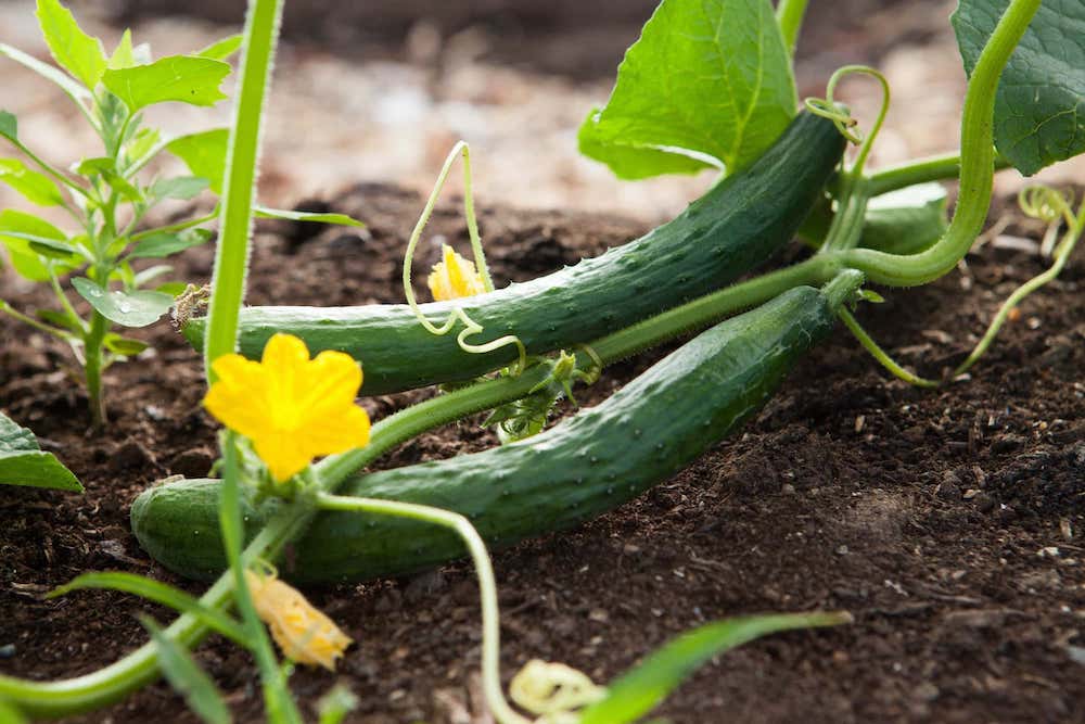 compost manufacturers companies