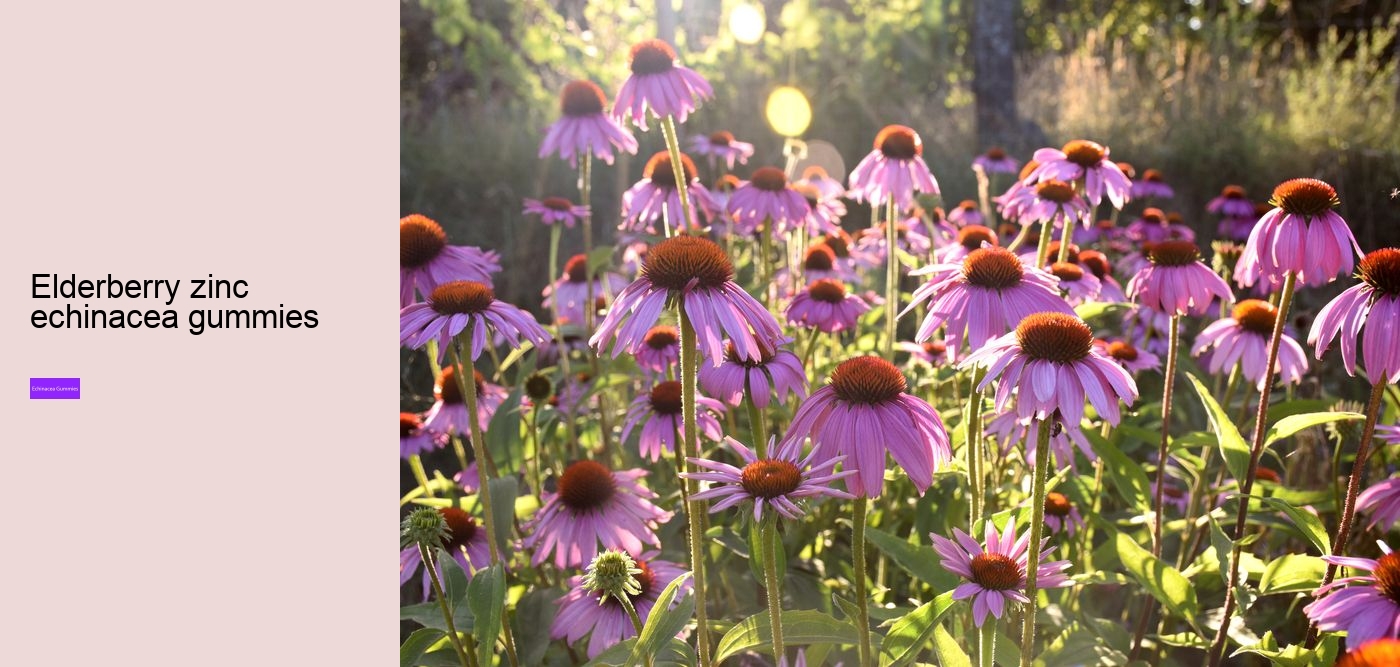 What happens if you take too much echinacea?