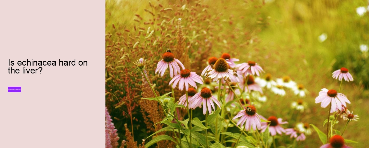 elderberry gummies with zinc and echinacea