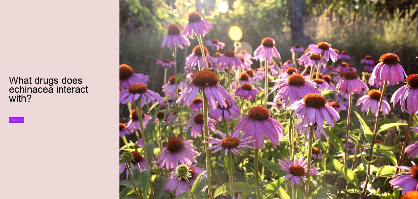Is echinacea or vitamin C better?