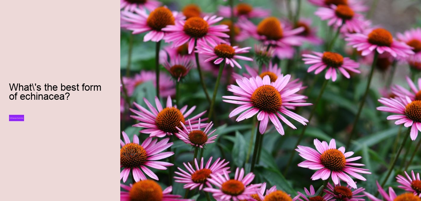 Can echinacea overstimulate the immune system?
