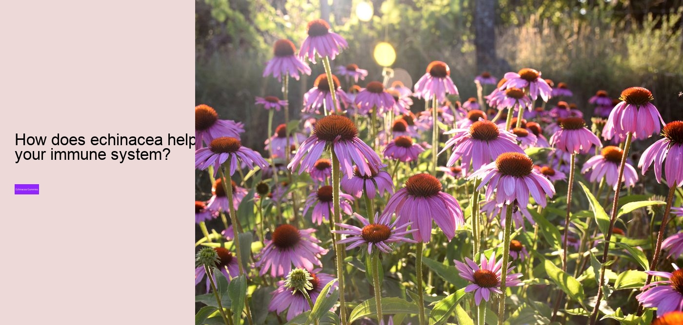 vitamin c with echinacea and zinc