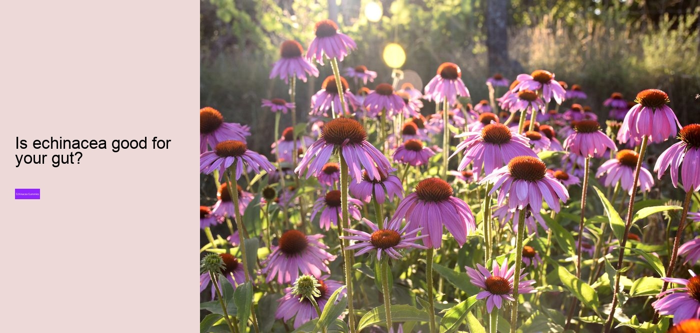 cbd echinacea gummies