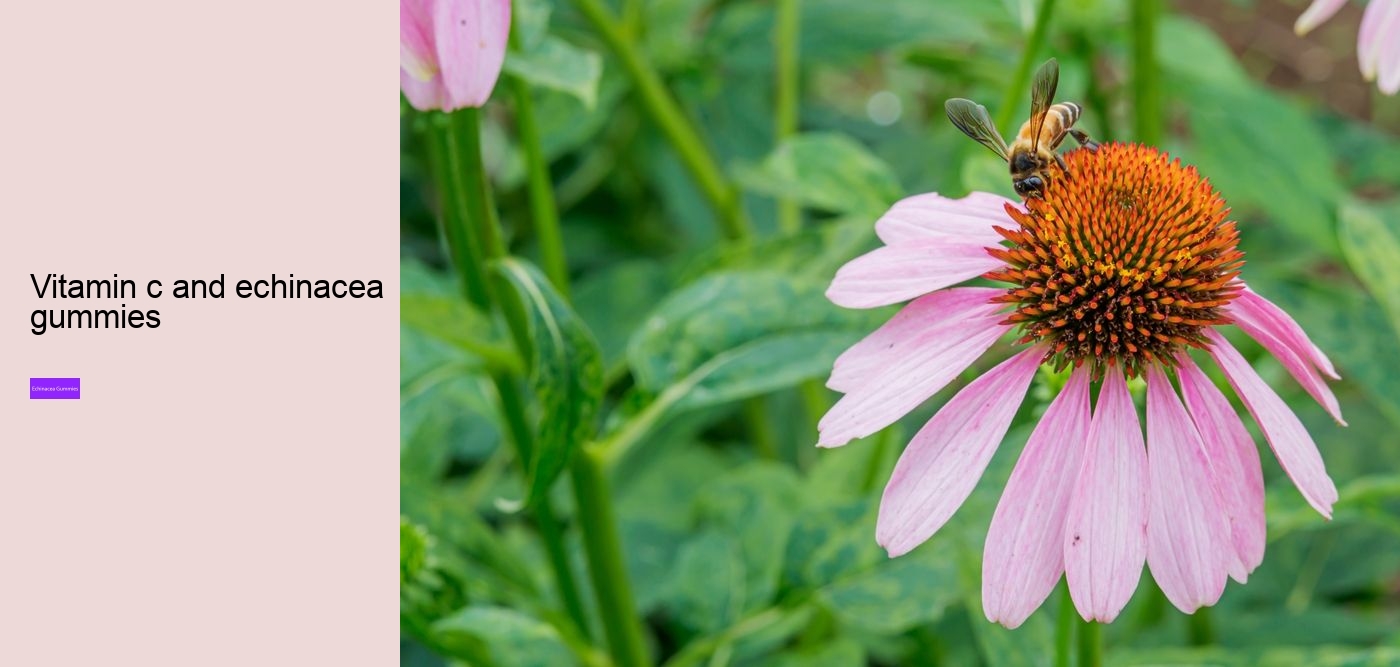 elderberry zinc echinacea gummies