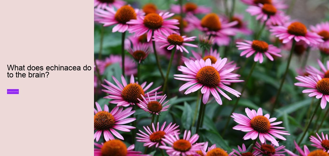 Which brand of echinacea is best?
