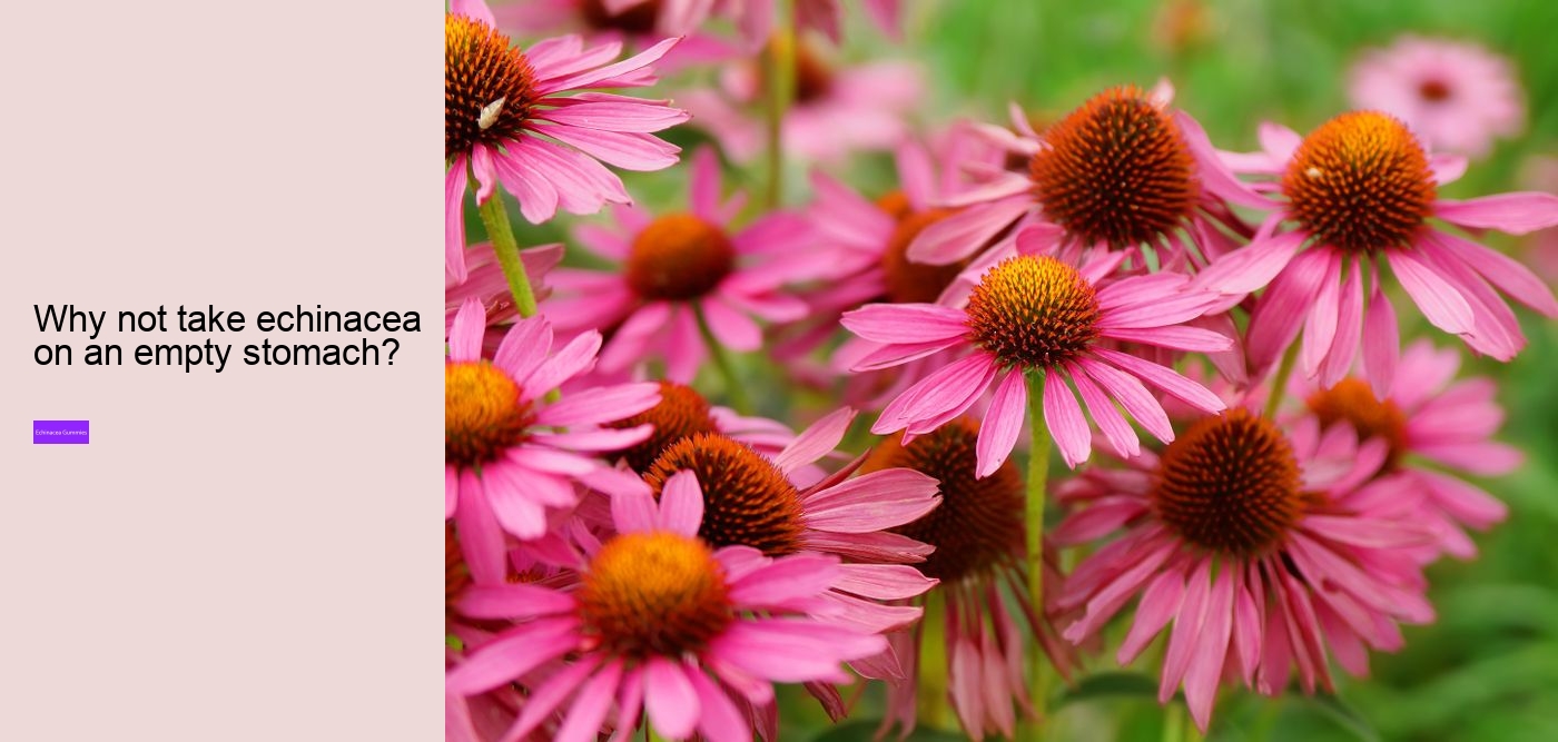 echinacea gummies adults