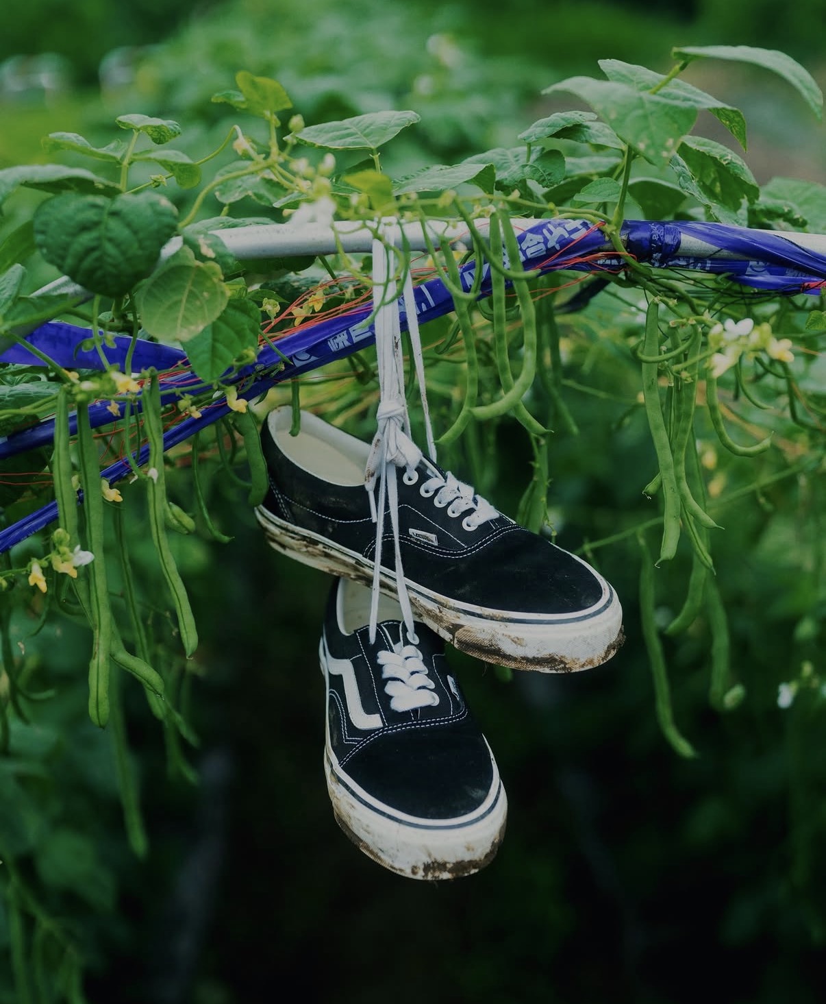 Vans e BEAMS revelam o 