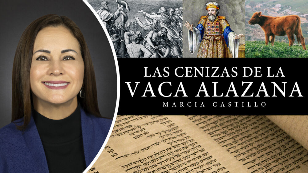 Miniatura Las Cenizas de la Vaca Alazana