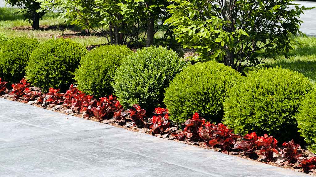 lush lawns a new landscaping company
