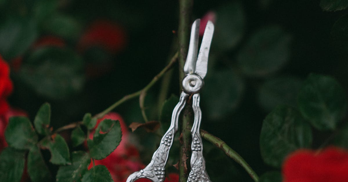 Lawn Maintenance in Chandler