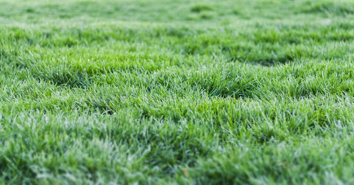 Scottsdale Lawn Care