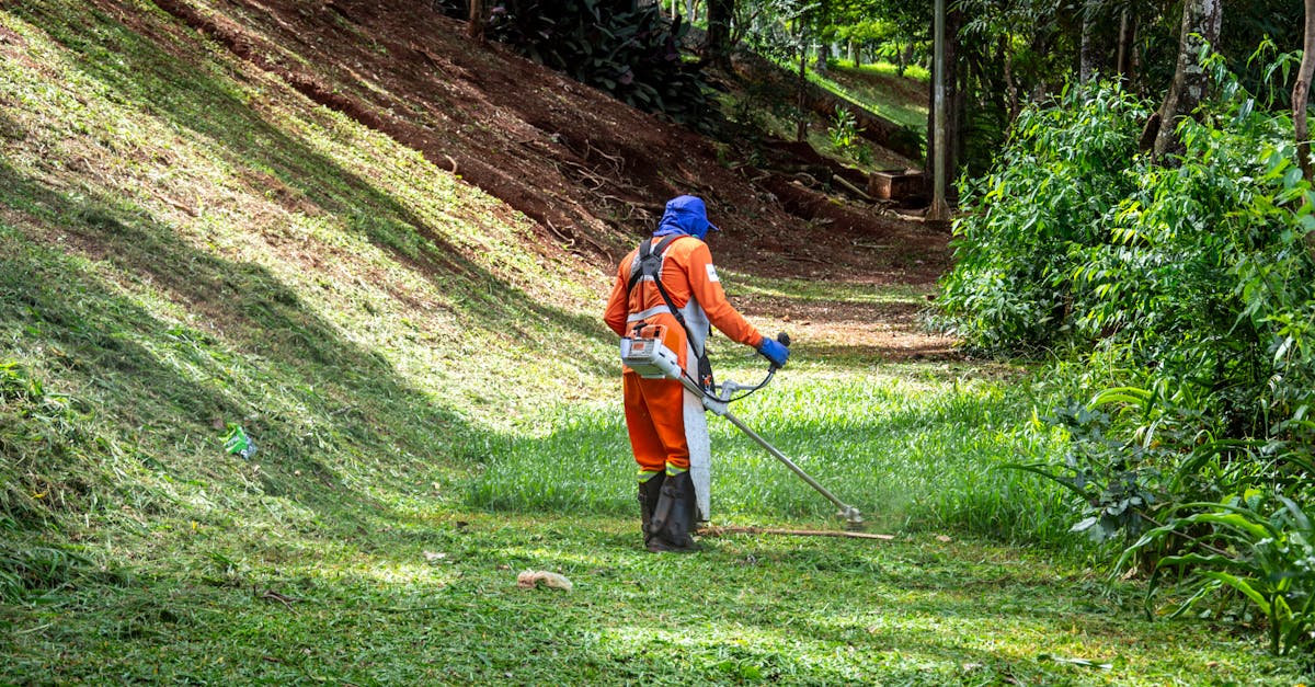 Scottsdale's Lawn Care Services