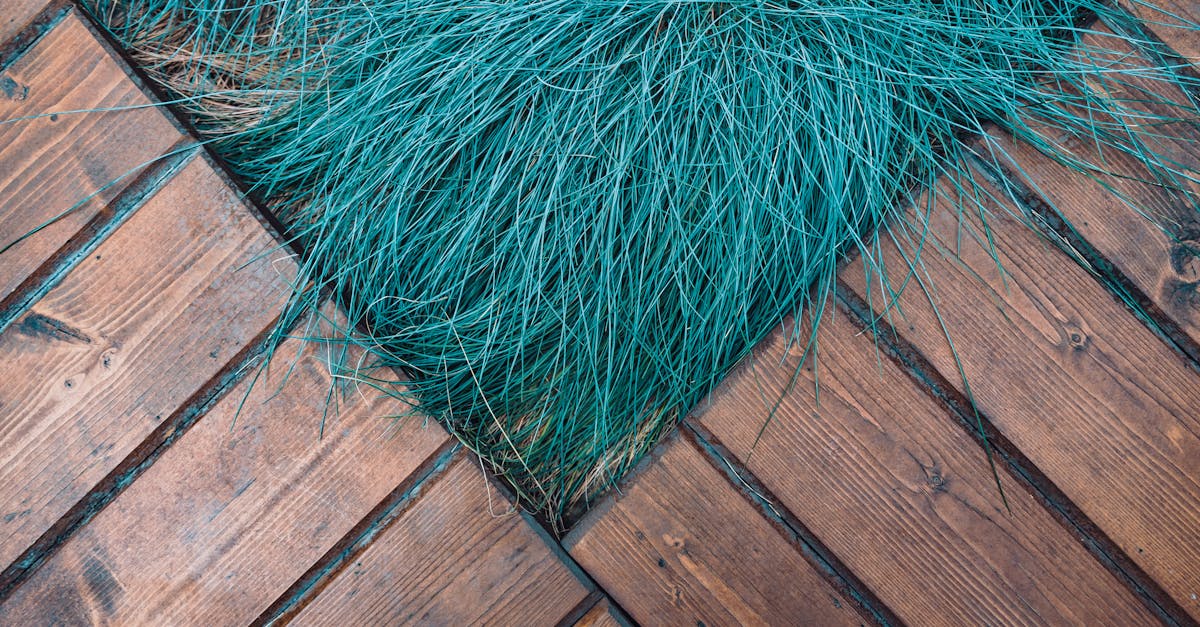 Lawn Care Solutions Gilbert