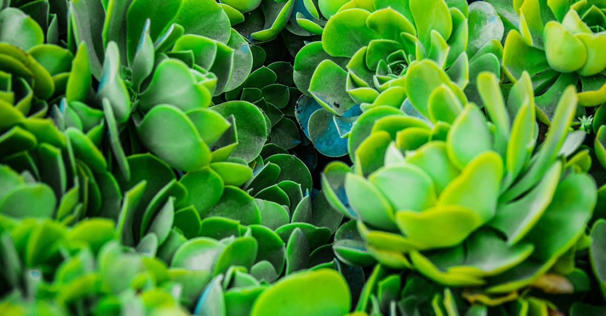 Lawn Care Solutions Gilbert