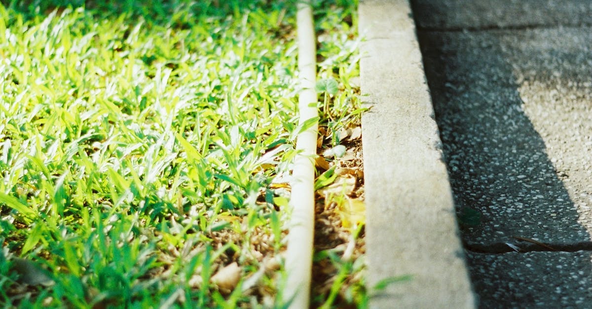 Mesa's Lawn Care Solutions