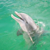 Dolphin Tour
