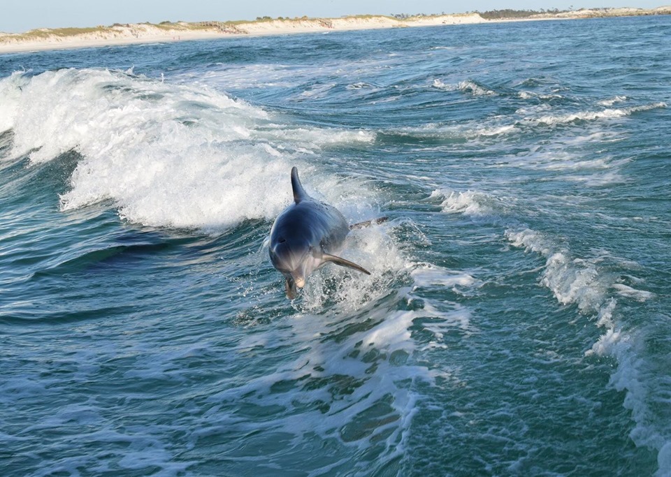 Panama Beach Dolphin Tours District