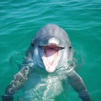 Cheap Dolphin Tours In Panama City Beach