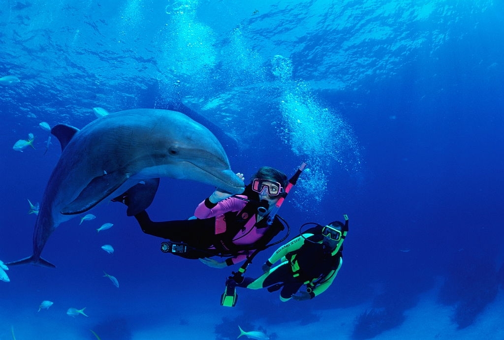 Do dolphins like to be touched