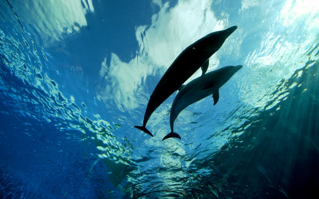 Panama City Beach Boat Tours Retail