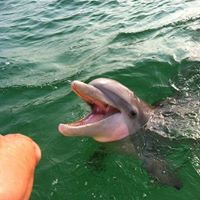 What is the best month to see dolphins in Florida