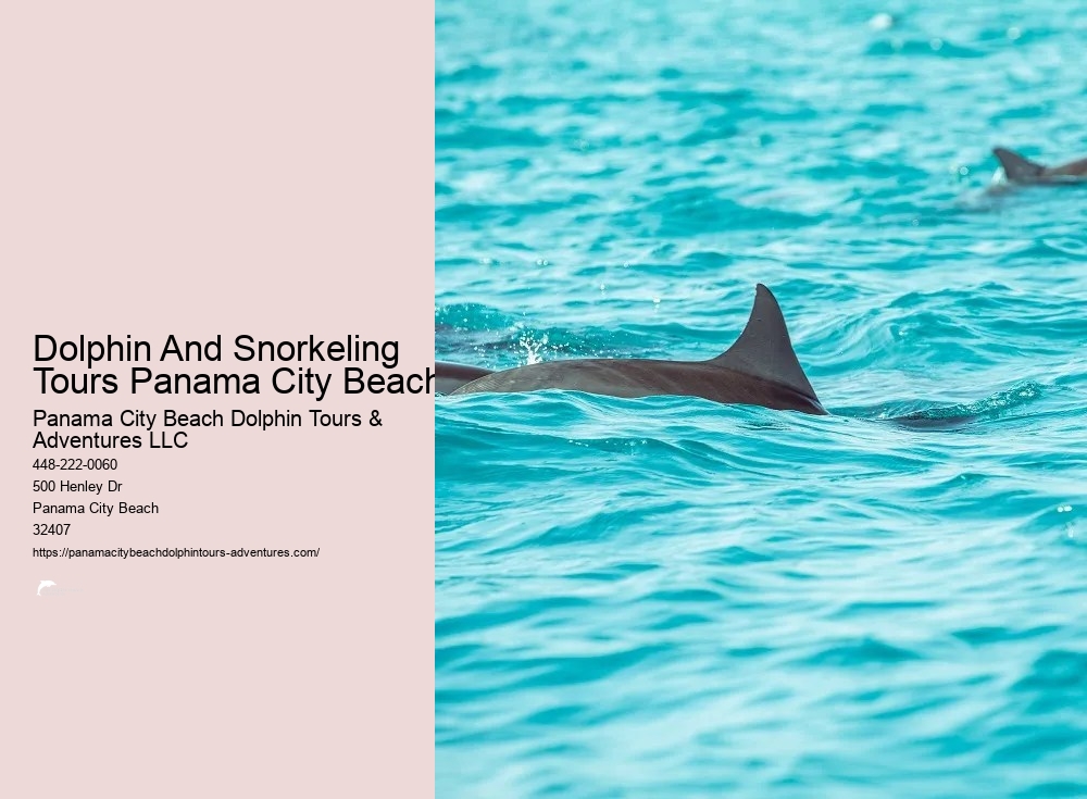 Panama City Beach Dolphin Tour With Snorkeling