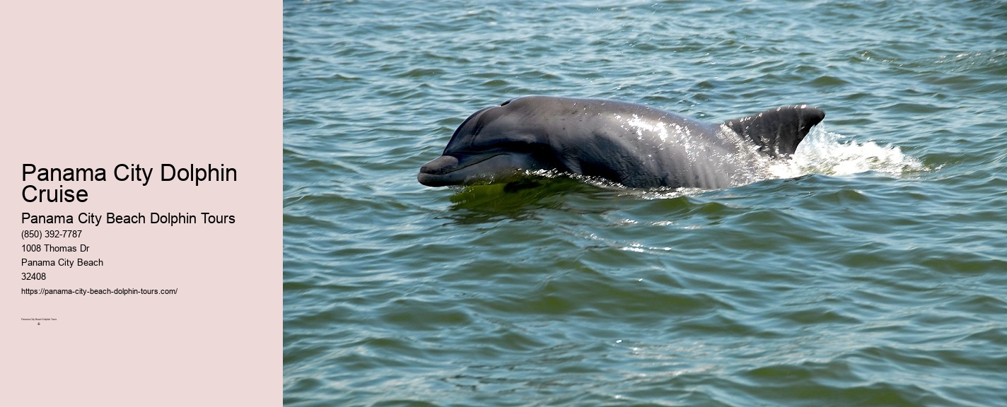 Panama City Beach Florida Dolphin Tours