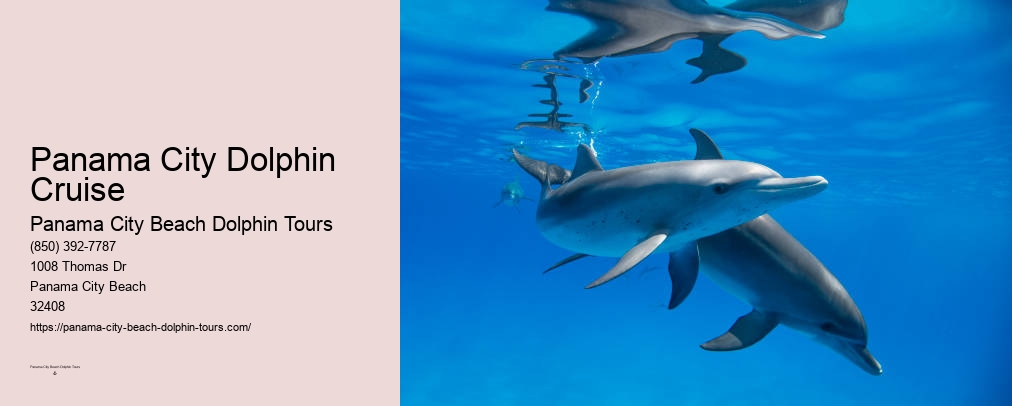 Panama City Beach Dolphin Tours Jet Ski