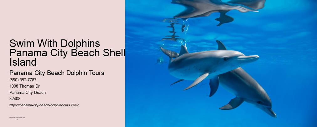 Dolphin Tours Panama City Beach Fl