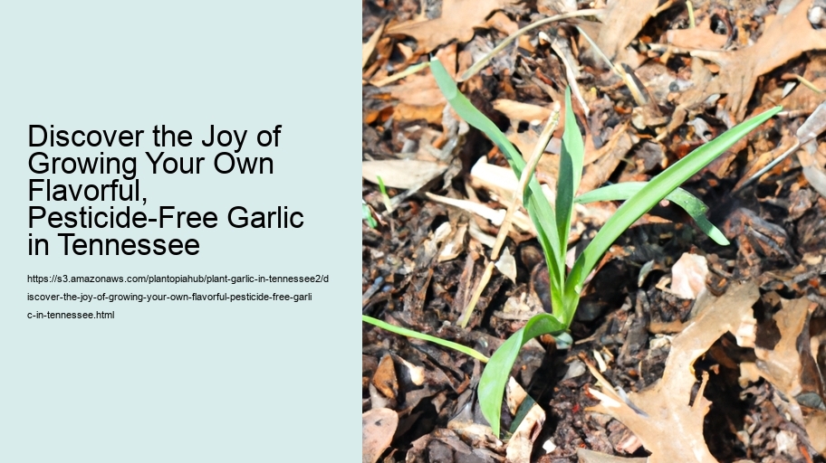 Discover the Joy of Growing Your Own Flavorful, Pesticide-Free Garlic in Tennessee 