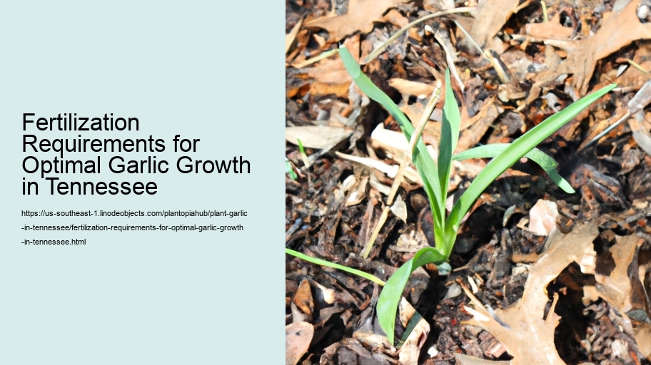 Fertilization Requirements for Optimal Garlic Growth in Tennessee