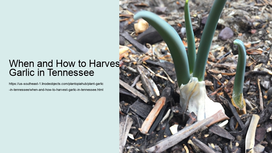 When and How to Harvest Garlic in Tennessee 