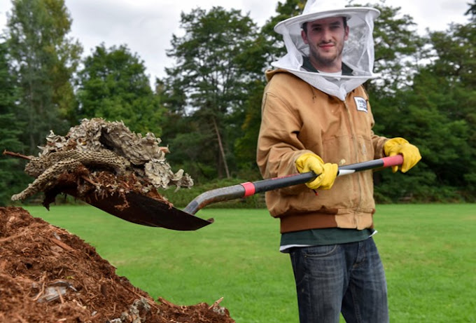 What is the average cost of pest control services in Seattle?