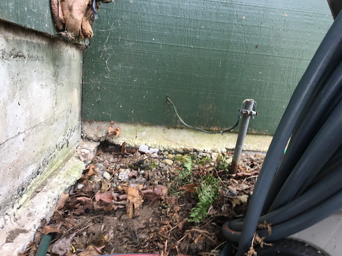 What is the top-rated natural pest control solution in Seattle?