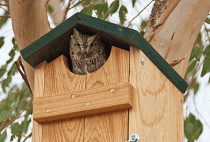 Dealing with spiders in Seattle homes