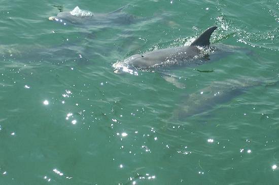 Shell Island Tours.Com