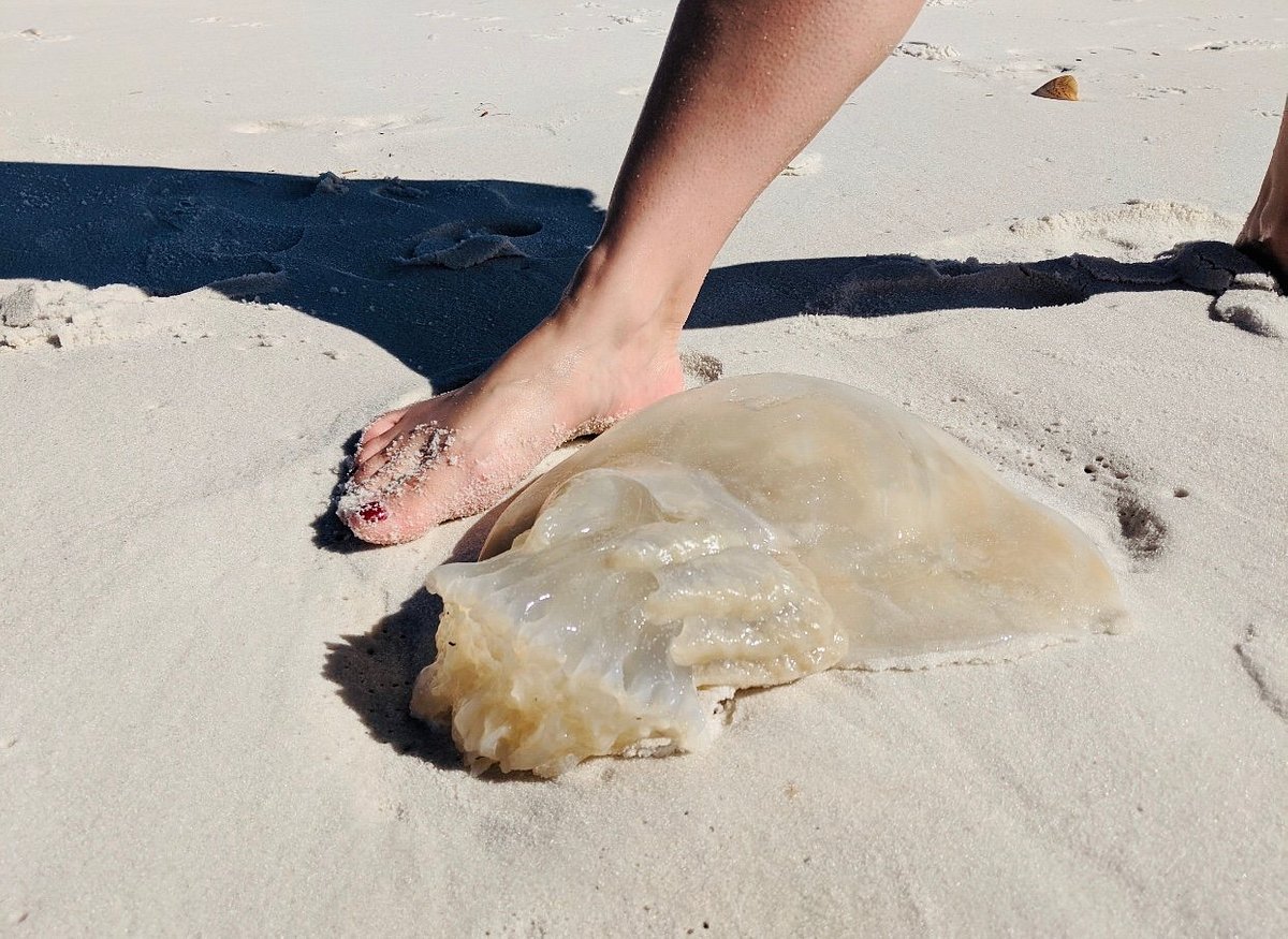 Shell Island Boats Destin Fl