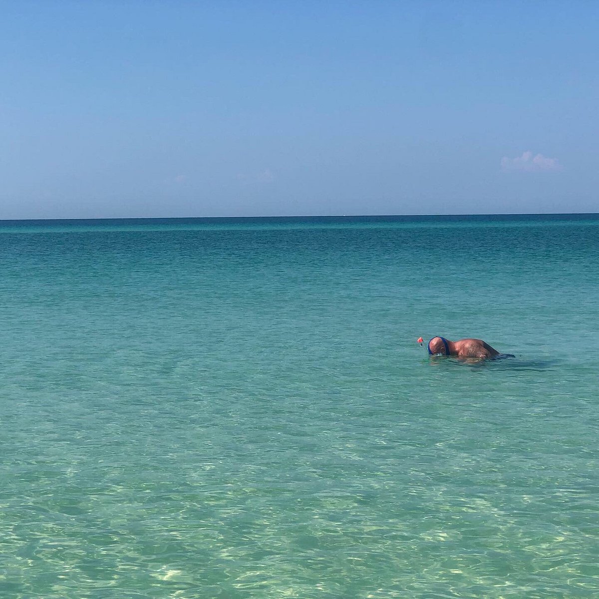 Bottle-nosed Dolphins