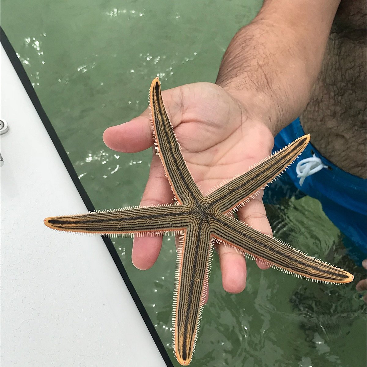 Shell Island Ferry Yelp