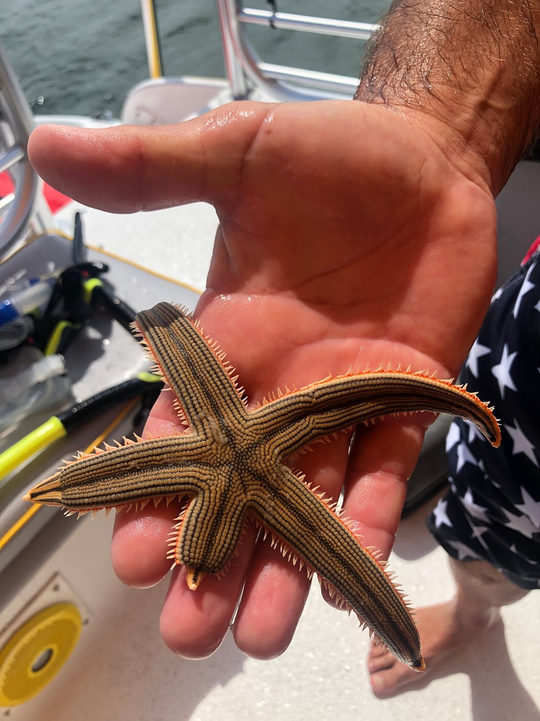 Shell Island Ferry 30a