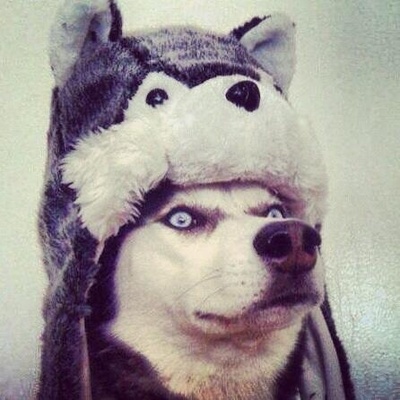Guy Incognito :verified: