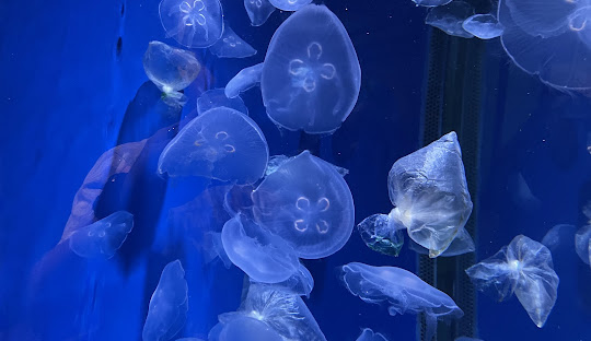 New Jersey Enters the 21st Century: Urban Revival and Transit Innovation