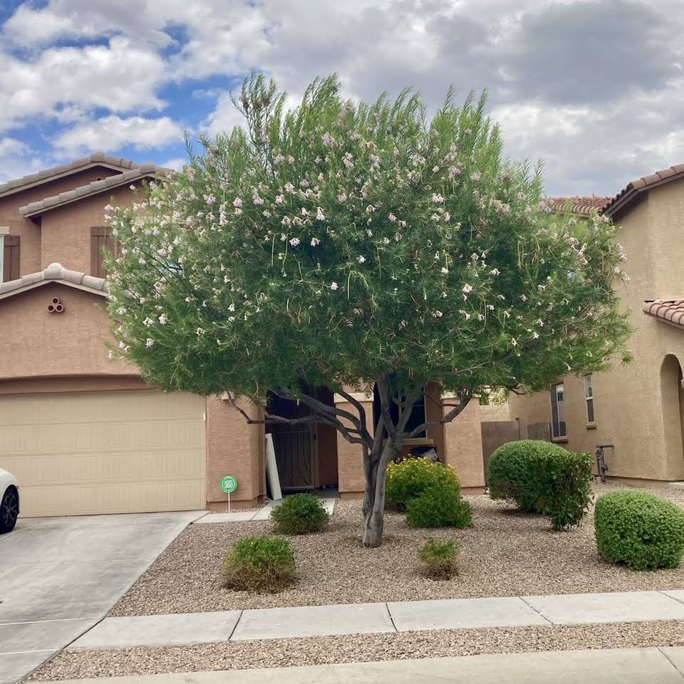 Tucson Professional Landscaping Reviews