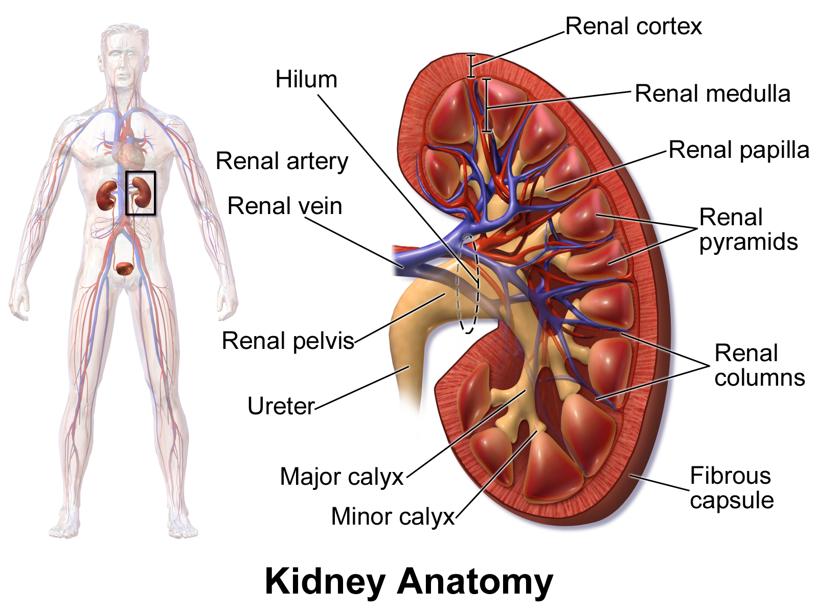 Renal anatomy.